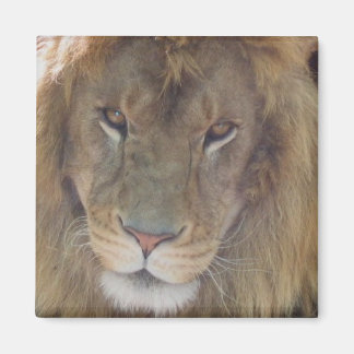 Lion Magnet