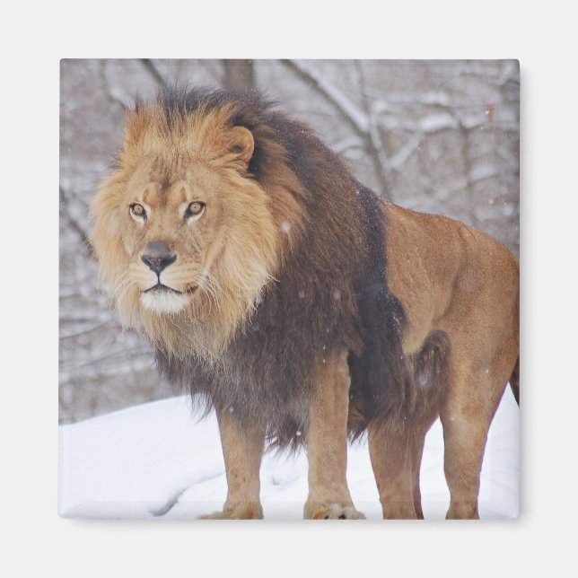 Lion Magnet (Front)