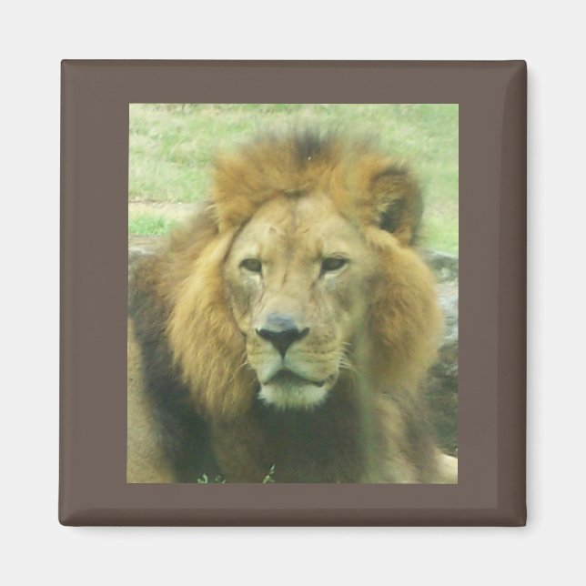 Lion Magnet (Front)