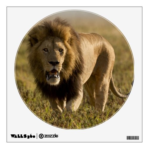 Lion male hunting wall sticker