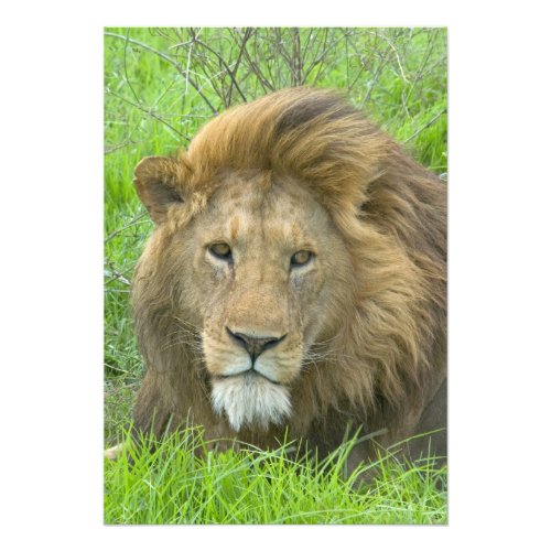 Lion Male Portrait East Africa Tanzania Photo Print