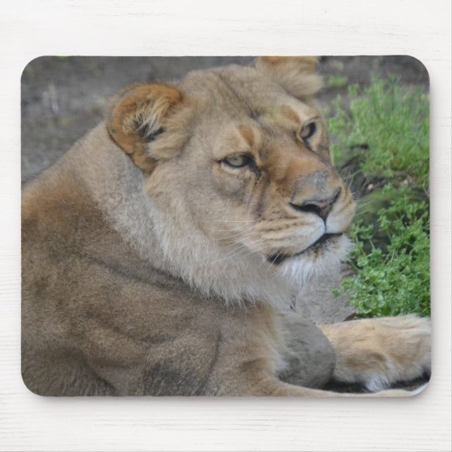 Lion Mouse Pad (Front)