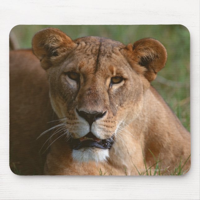Lion Mouse Pad (Front)