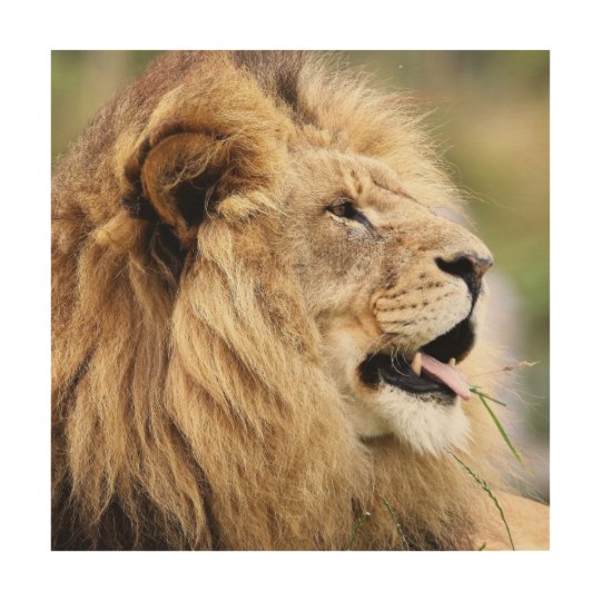 Lion Of Judah Western Wall Poster | Zazzle.com