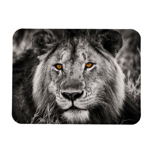 Lion of Judah _ Rastafara _ Reggae Rasta Magnet