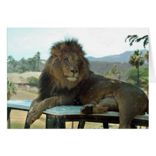Lion on Car Card (Front Horizontal)