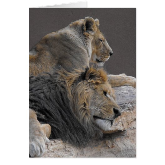 Lion pair cards (Front)