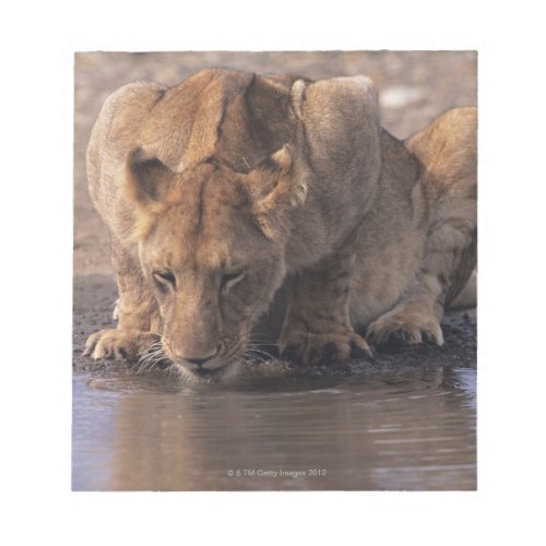 Lion Panthera leo at waterhole Masai Mara Notepad