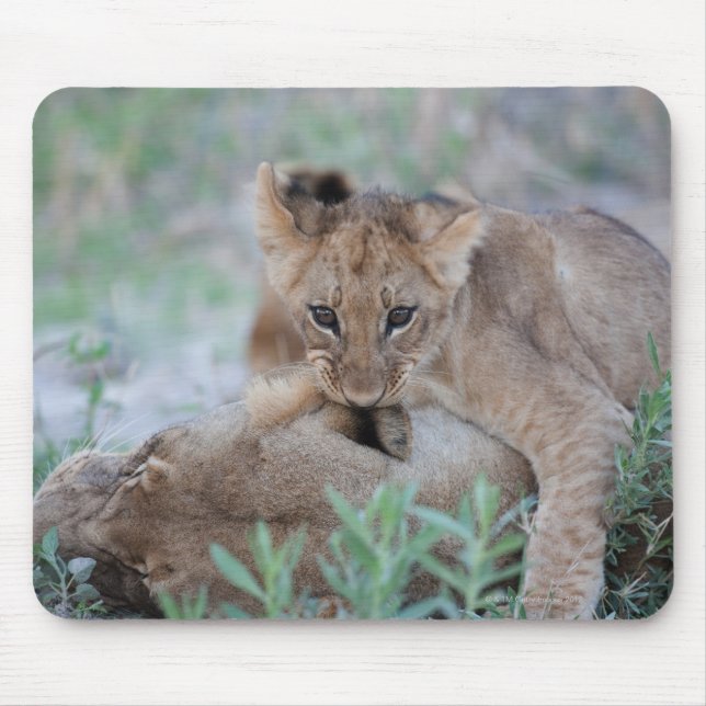Lion (Panthera leo) cub biting mothers ear, Mouse Pad (Front)