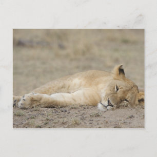 Lion (Panthera leo) cub resting, Masai Mara Game Postcard