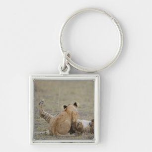 Lion (Panthera leo) cubs playing in grass, Masai Keychain