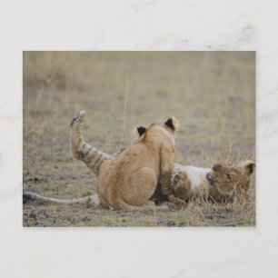 Lion (Panthera leo) cubs playing in grass, Masai Postcard