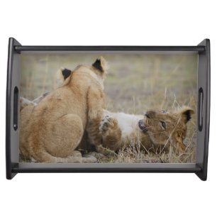 Lion (Panthera leo) cubs playing in grass, Masai Serving Tray