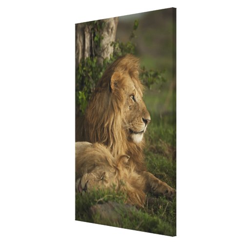 Lion Panthera leo Lower Mara Masai Mara GR Canvas Print