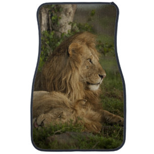 Lion, Panthera leo, Lower Mara, Masai Mara GR, Car Floor Mat