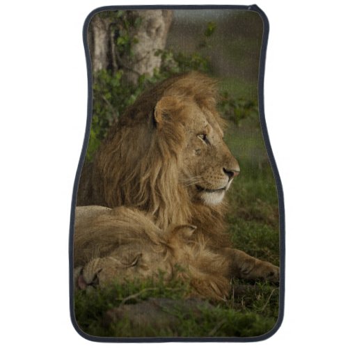 Lion Panthera leo Lower Mara Masai Mara GR Car Floor Mat