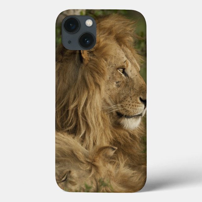 Lion, Panthera leo, Lower Mara, Masai Mara GR, Case-Mate iPhone Case (Back)