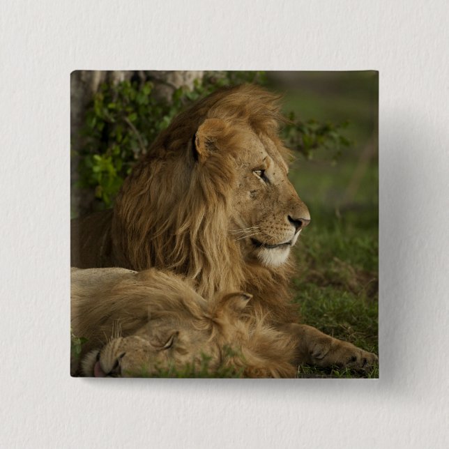 Lion, Panthera leo, Lower Mara, Masai Mara GR, Pinback Button (Front)