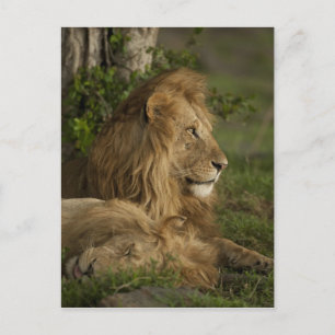 Lion, Panthera leo, Lower Mara, Masai Mara GR, Postcard