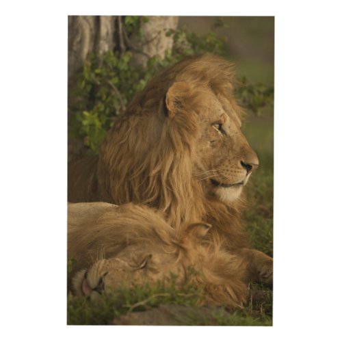 Lion Panthera leo Lower Mara Masai Mara GR Wood Wall Decor