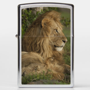 Lion, Panthera leo, Lower Mara, Masai Mara GR, Zippo Lighter