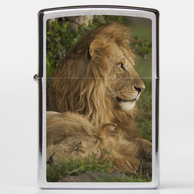 Lion, Panthera leo, Lower Mara, Masai Mara GR, Zippo Lighter (Front)
