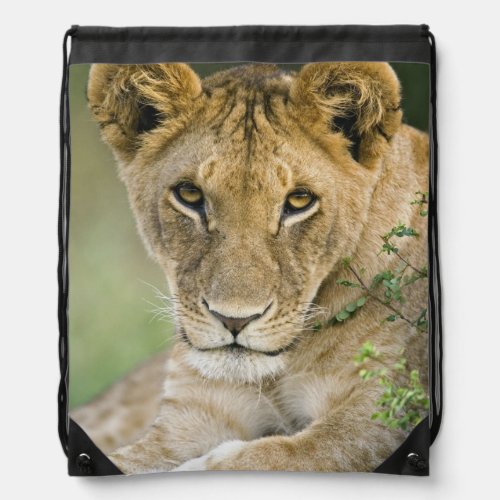 Lion Panthera leo Masai Mara Kenya Drawstring Bag