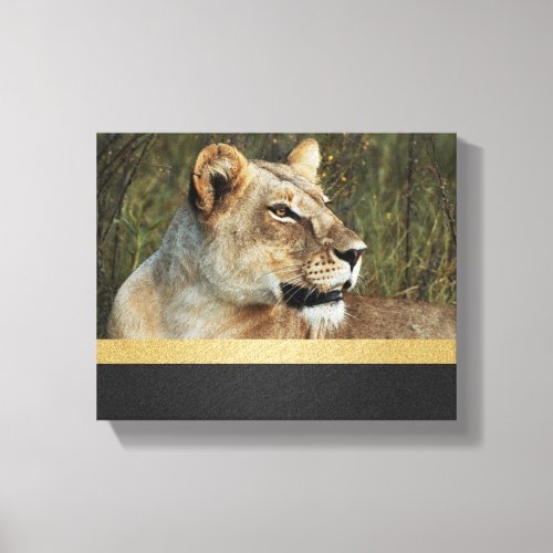 Lion panthera leo Okavango Delta Botswana Canvas Print