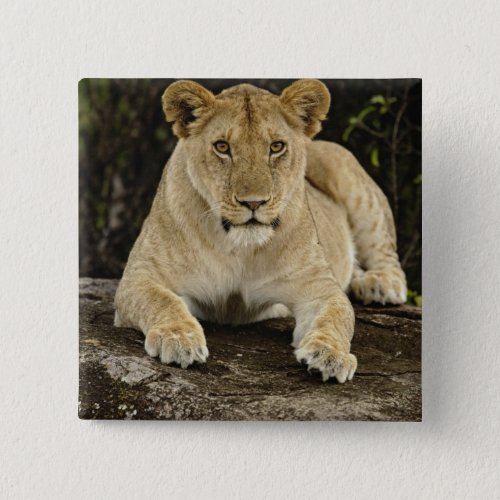 Lion Panthera leo Serengeti National Park Button