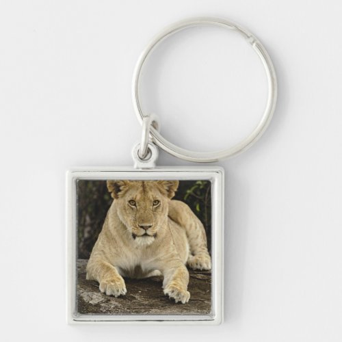 Lion Panthera leo Serengeti National Park Keychain