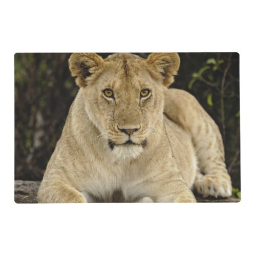 Lion Panthera leo Serengeti National Park Placemat