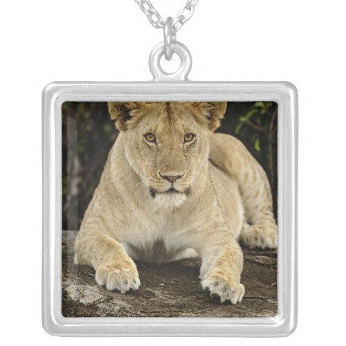 Lion Panthera leo Serengeti National Park Silver Plated Necklace