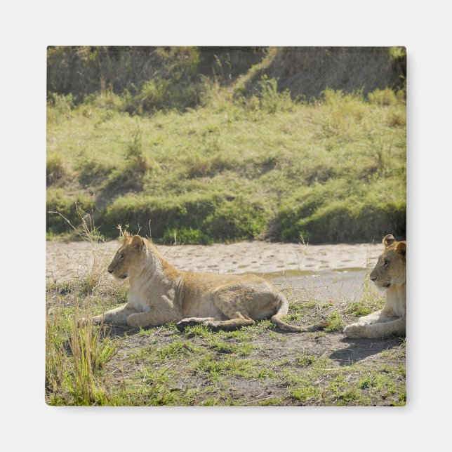 lion (Panthera leo),two young lioness, Masai Magnet (Front)