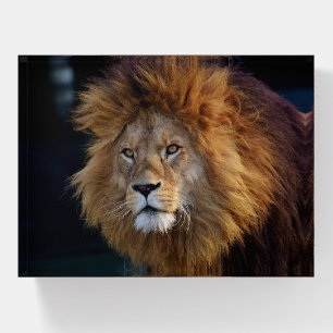 Lion Paperweight