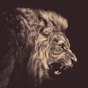 black and white lions