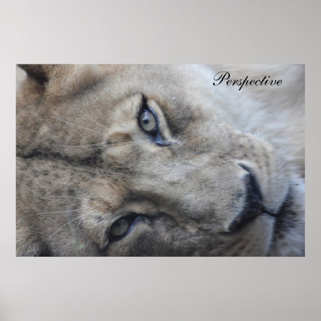 Lion Perspective Poster (Front)