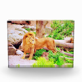 Lion Photo Block