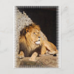 Lion Photo Postcard