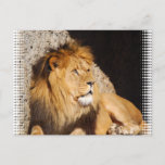 Lion Photo Postcard