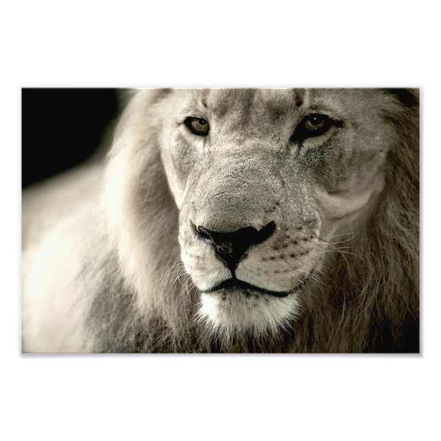 lion photo print (Front)