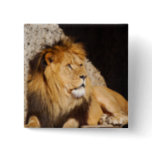 Lion Photo Square Pin