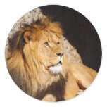 Lion Photo Sticker