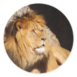 Lion Photo Sticker