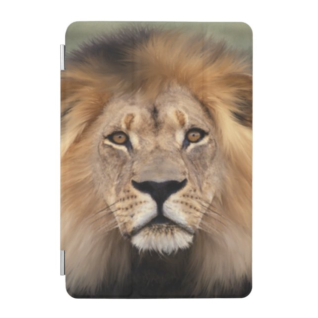 Lion Photograph iPad Mini Cover (Front)