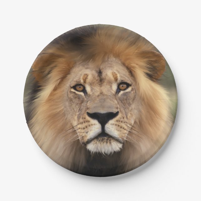 Lion Photograph Paper Plates (Front)