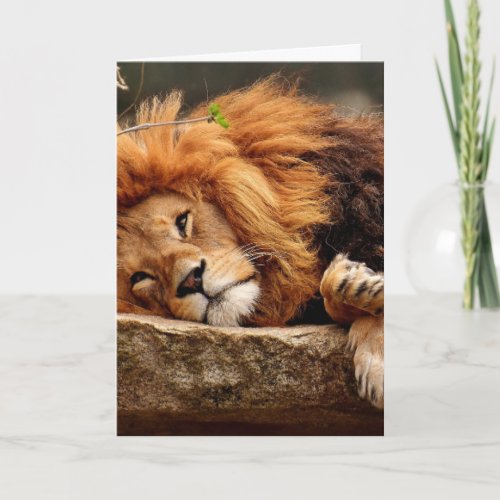 LION PHOTOGRAPHY RESTING BIRTHDAY CARDS