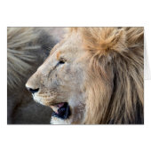 Lion Portrait (Front Horizontal)