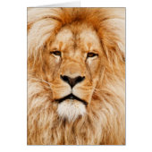 Lion Portrait (Front)