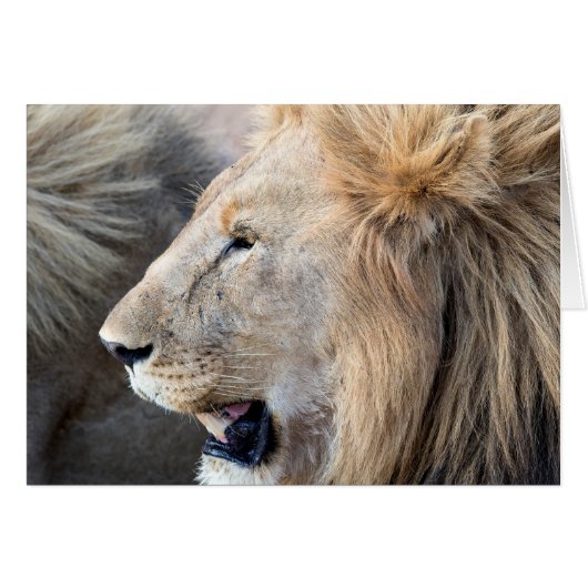 Lion Portrait Cards (Front Horizontal)