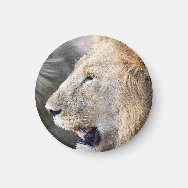 Lion Portrait Magnet (Front)